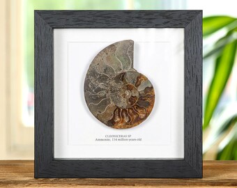 Fossile di ammonite tagliato e lucidato in cornice a scatola (Cleoniceras sp)