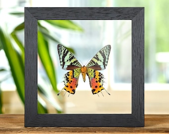May include: A framed butterfly specimen with green, blue, orange, and black wings. The butterfly is mounted on a white background inside a black frame.