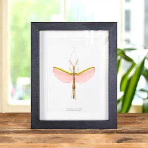 Pink Winged Stick Insect in Box Frame (Necroscia annulipes)