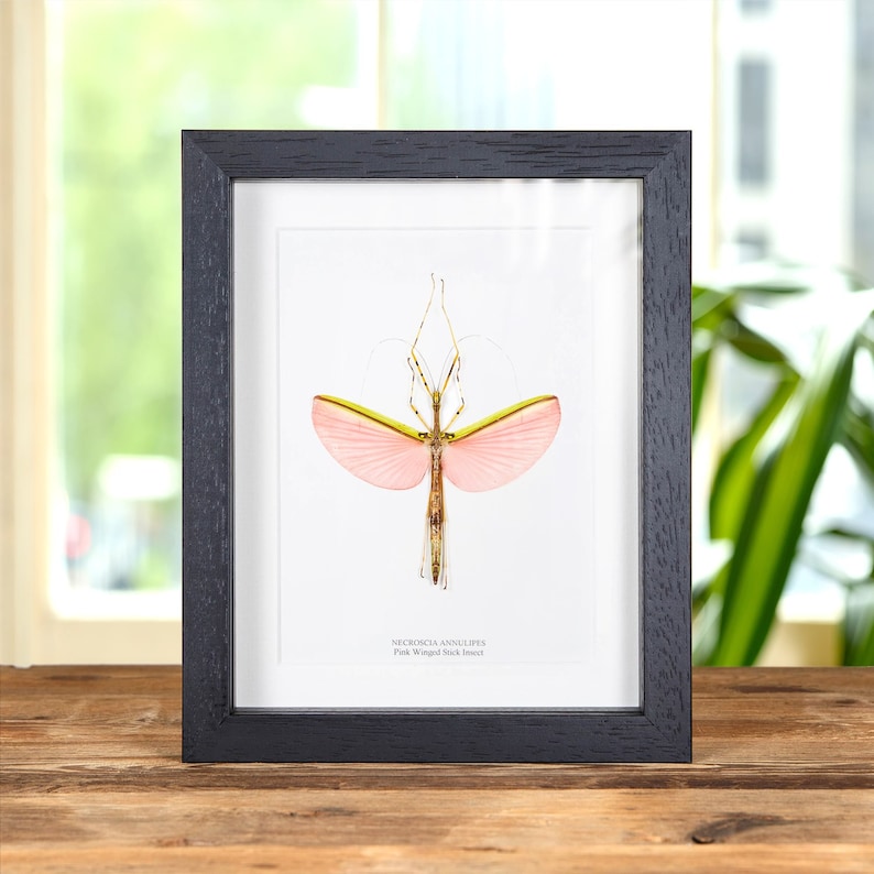 Pink Winged Stick Insect in Box Frame Necroscia annulipes image 1