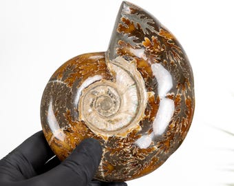 Large Whole Sutured Ammonite Fossil (Phylloceras sp)