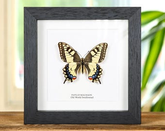 May include: A framed Papilio Machaon, or Old World Swallowtail butterfly, displayed on a white background. The butterfly has yellow, black, blue, and red markings. The black frame is square and sits on a wooden surface.