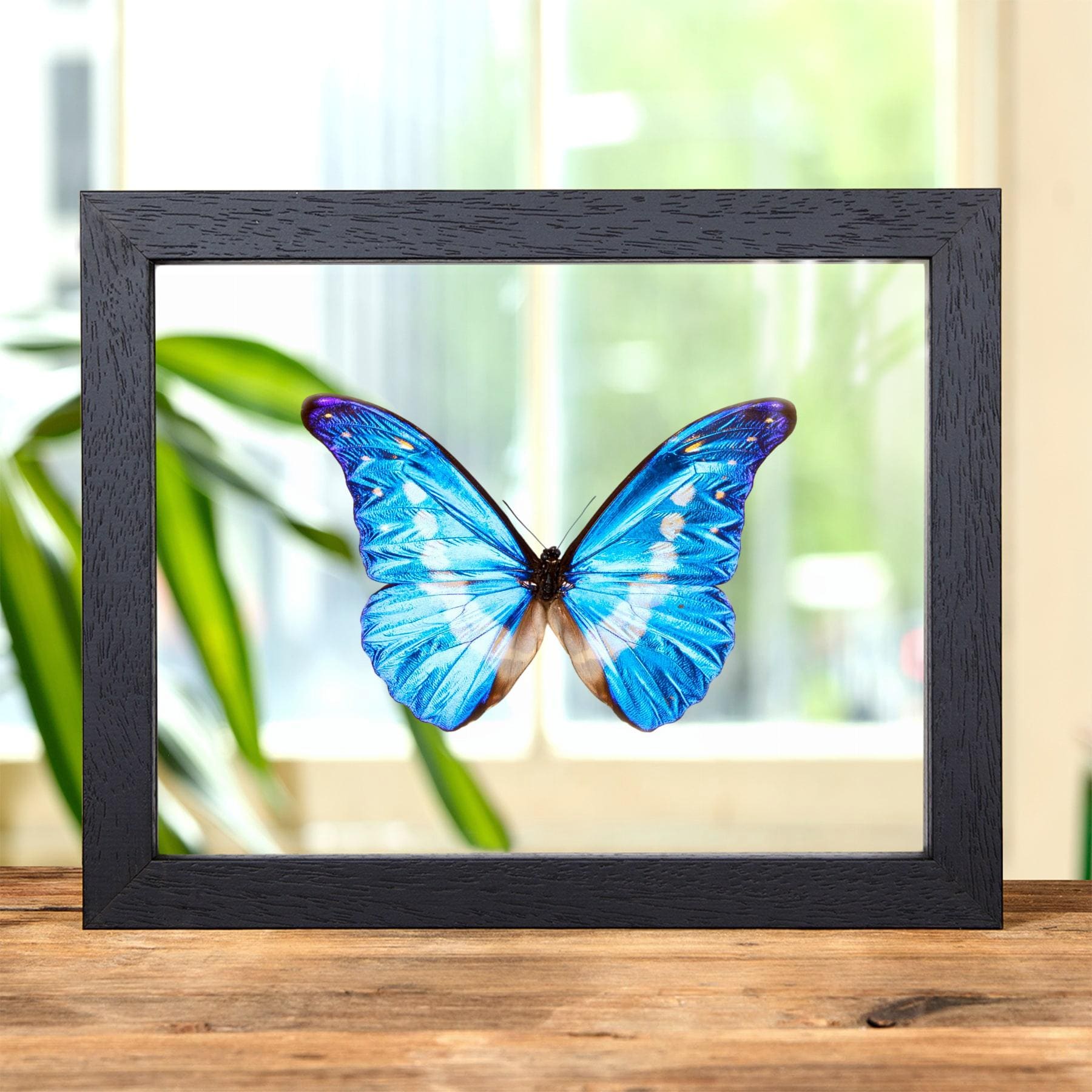 ヘレナモルフォ　110mm Helena Morpho Butterfly in Clear Glass Frame (morpho Rhetenor