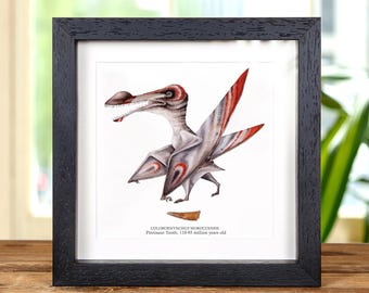 Pterosaur Dinosaur Tooth &amp; Colour Illustration (Coloborhynchus moroccensis)