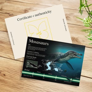 Stor Mosasaur-dinosaurietandfossil i glaskupol (Mosasauridae sp) bild 3