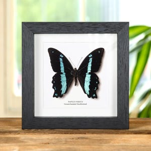 Green-banded Swallowtail Butterfly In Box Frame (Papilio nireus)