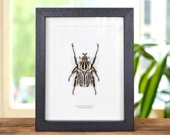 Giant Goliath Beetle in Box Frame (Goliathus orientalis)