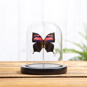 May include: A preserved butterfly with black wings and vibrant pink and blue markings, displayed under a clear glass cloche. The cloche sits on a black base, presented on a wooden surface, creating a decorative display.