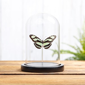 Scarce Bamboo Page Butterfly In Glass Dome (Philaethria dido)