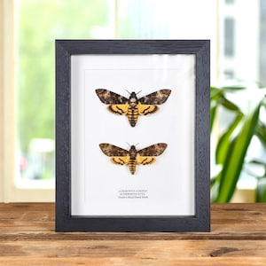 Atropo contro Stige Testa di Morto Hawk Moths Frame