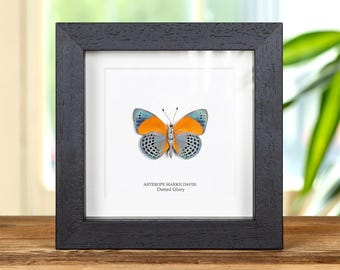 May include: A framed print featuring a detailed illustration of an Asterope Markii Davisi butterfly, also known as Dotted Glory. The butterfly has orange and blue wings with black spots. The print is set in a black wooden frame.