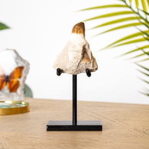 May include: A fossilized tooth, featuring a tan and brown color scheme, is mounted on a black metal stand. The tooth is set against a light-colored rock, showcasing its natural texture and shape. The stand has a rectangular base.