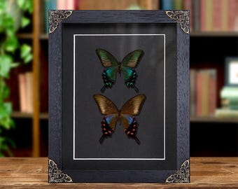 Para pawi chińskich w ramie w stylu barokowym (Papilio bianor dehaani)