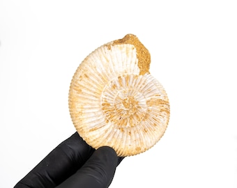 White Spine Whole Ammonite Fossil (Cleoniceras sp)