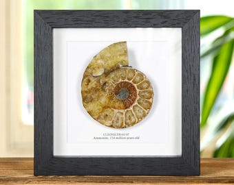 Fossile di ammonite tagliato e lucidato in cornice (Cleoniceras sp)