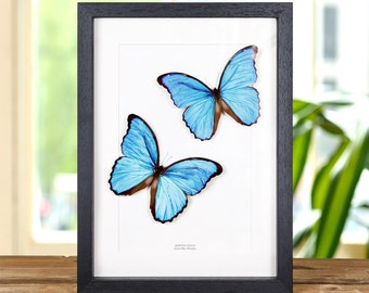 Blauw Morpho-vlinderpaar in doosframe (Morpho didius)