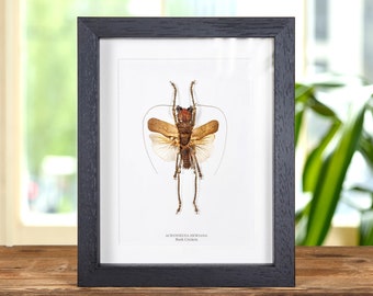 Bush Cricket In Box Frame (Acridoxena hewiana)