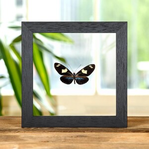 Doris Longwing Blue-form In Clear Glass Frame (Heliconius doris doris)