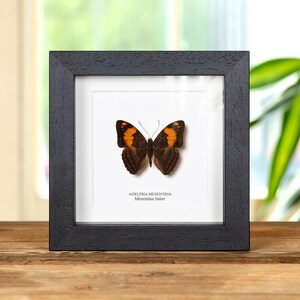 Mesentina Sister Butterfly In Box Frame (Adelpha mesentina)