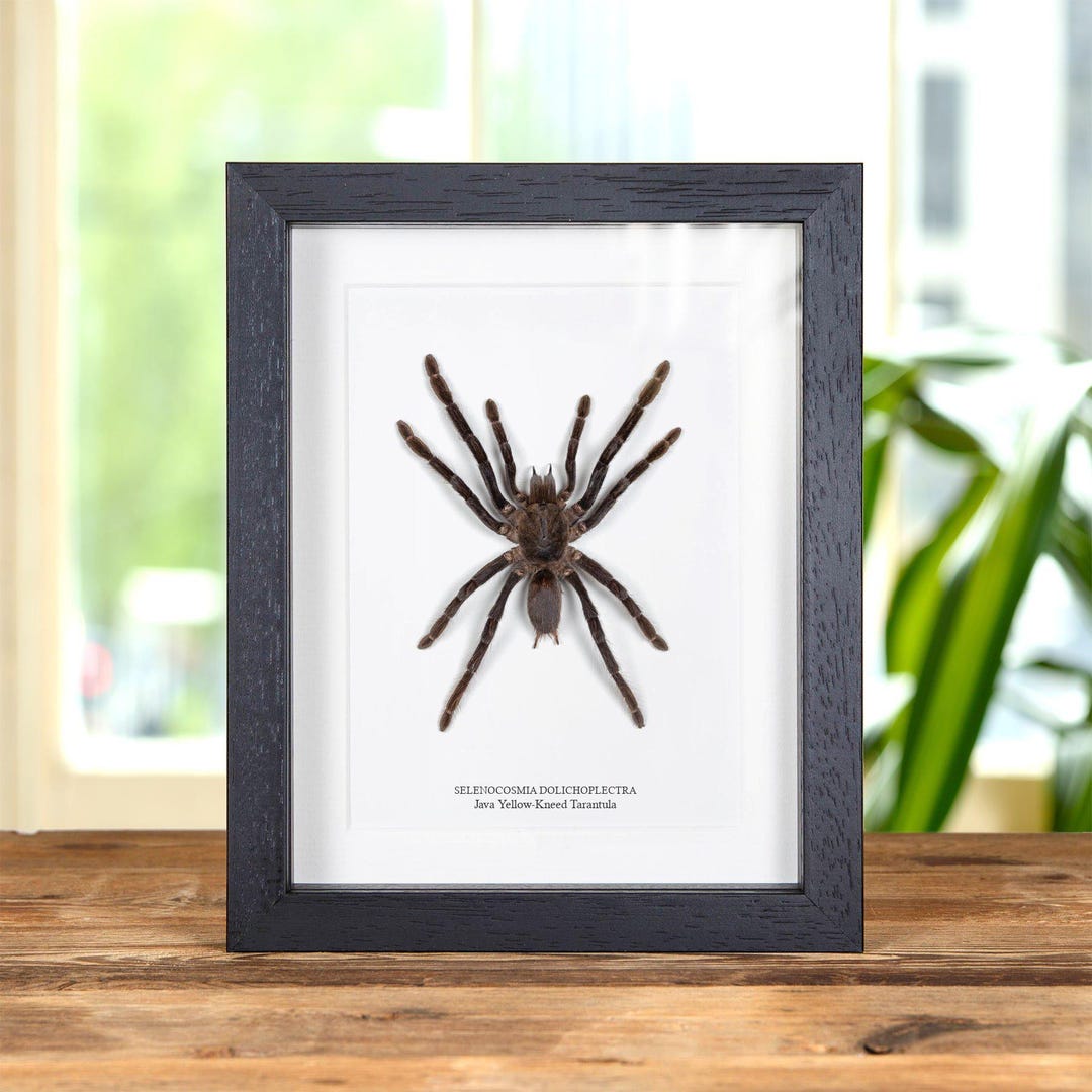 Tarantula Java Java Yellow-kneed Tarantula Spider in Box Frame (selenocosmia ...