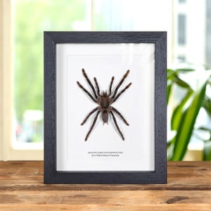 Pode incluir: Exibição emoldurada de uma tarântula preservada, Selenocosmia dolichoplectra, contra um fundo branco. A aranha é marrom com pernas longas, dentro de uma moldura de madeira preta. O texto diz "Java Yellow-Kneed Tarantula".