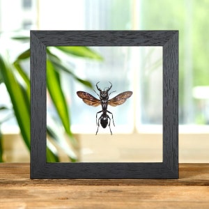 King of Wasps In Clear Glass Box Frame (Megalara garuda)