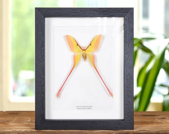 Chinese Moon Moth In Box Frame (Actias dubernardi) - Etsy 日本