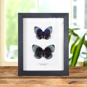 Agrias Schmetterling Männchen & Weibchen Paar In Box Rahmen (Agrias beata Beatifica)
