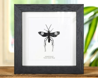 Pepsine Spider Wasp in Box Frame (Hemipepsis sp)