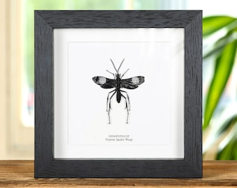 Pepsine Spider Wasp In Box Frame (Hemipepsis sp)