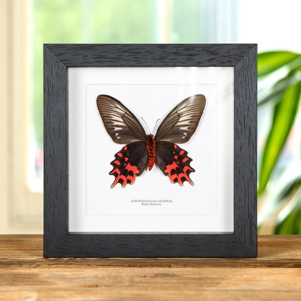 Black Ballerina Butterfly in Box Frame (Atrophaneura semperi)