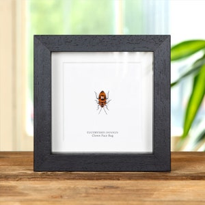 Clown Face Bug In Box Frame (Eucorysses javanus)