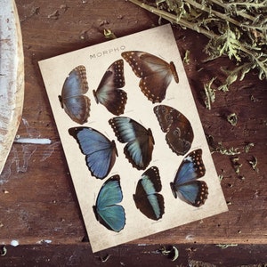 Impresión de mariposa morfo, impresión de mariposa antigua, impresión artística de mariposa antigua, impresión vintage de entomología, arte mural (A4, A3, A2)