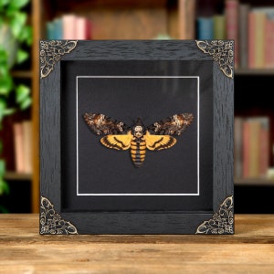 Death's Head Moth in Baroque Style Box Frame (Acherontia atropos)