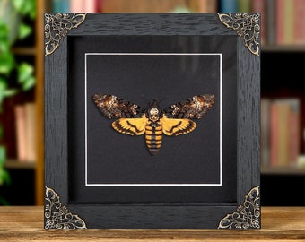 Death's Head Moth In Baroque Style Frame