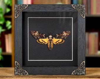 Death's Head Moth in Baroque Style Box Frame (Acherontia atropos)