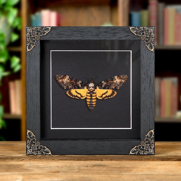 Death's Head Moth In Baroque Style Frame