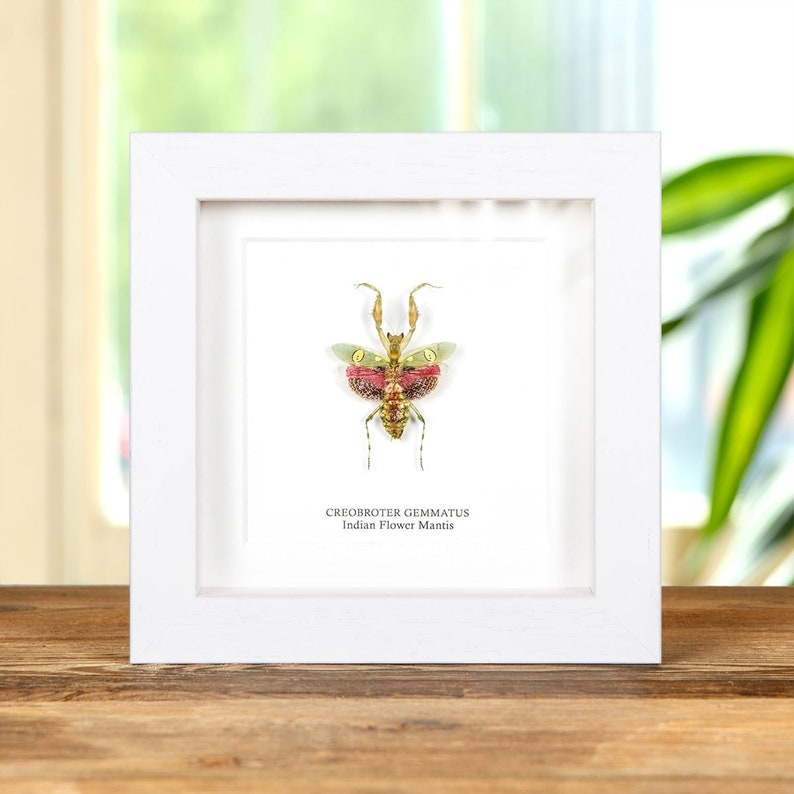 Indian Flower Mantis in Box Frame Creobroter gemmatus 画像 2