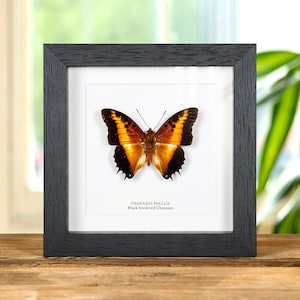 珍しいフクシアグラスウィング蝶の剥製 - Cithaerias phantoma - Etsy 日本