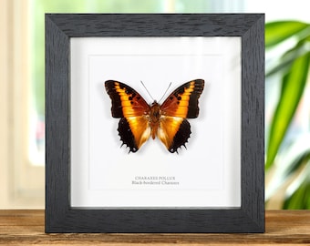 May include: A framed butterfly specimen with black borders and orange and brown wings. The label reads "Charaxes Pollux Black-bordered Charaxes".