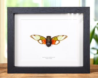 Asian Cicada in Box Frame (Salvazana imperialis)