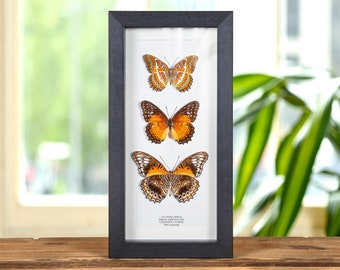 The Red Lacewing Butterfly Trio In Box Frame (Cethosia biblis, biblis amboinensis &amp; chrysippe cydippe)