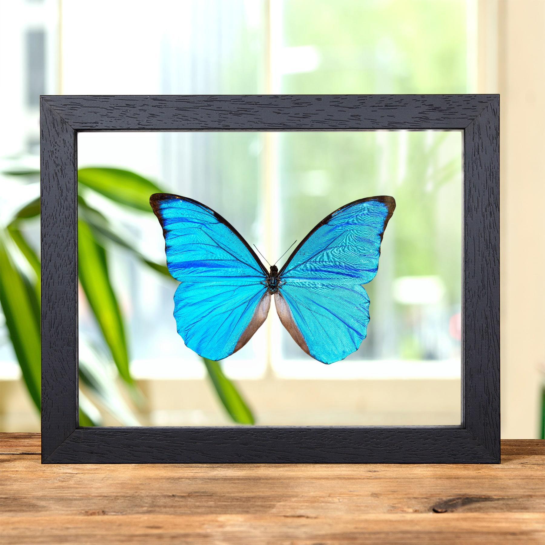 Morpho様 Anaxibia Morpho Butterfly in Clear Glass Frame (morpho Anaxibia