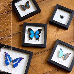 Op de afbeelding: Vijf zwarte ingelijste schaduwdozen met verschillende insectenspecimens. De dozen staan op een houten oppervlak. De insecten omvatten een blauwe morphovlinder, een swallowtailvlinder, een kever en twee andere vlinders.