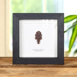 Trilobite Beetle in Box Frame (Duliticola hoiseni)