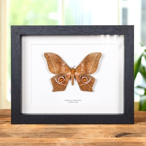 Imbrasia epimethea Moth In Box Frame From Calabar Coast