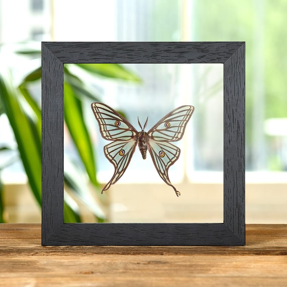 Male Spanish Moon Moth in Clear Glass Frame (graellsia