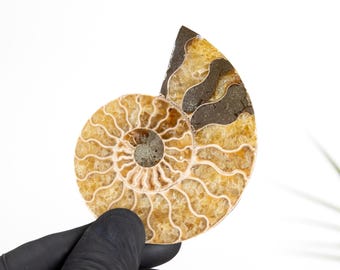 Yellow Cut &amp; Polished Ammonite Fossil (Cleoniceras sp)