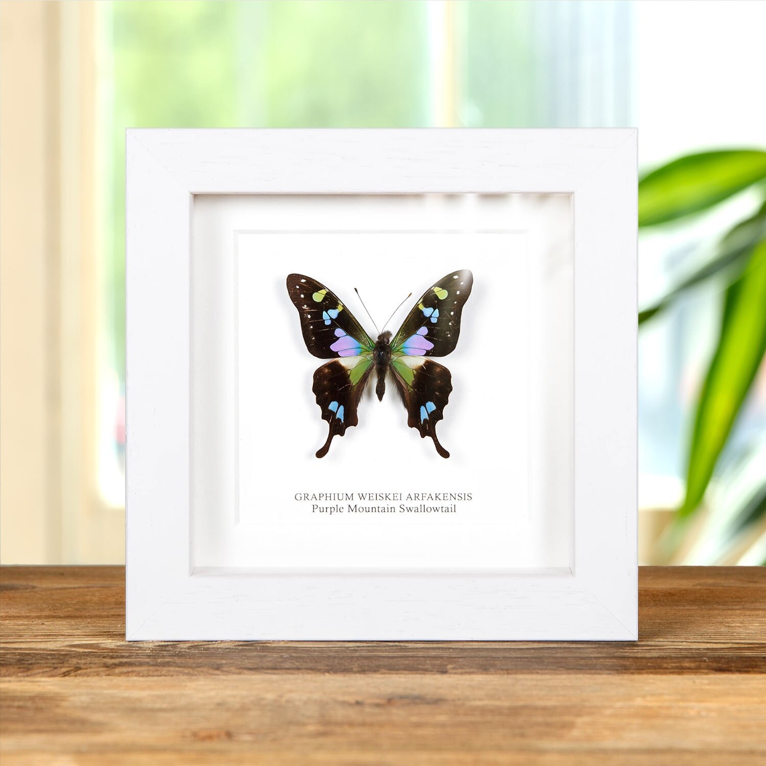 Pulowzillia プロウジリア Amazon.com: Framed Purple Spotted