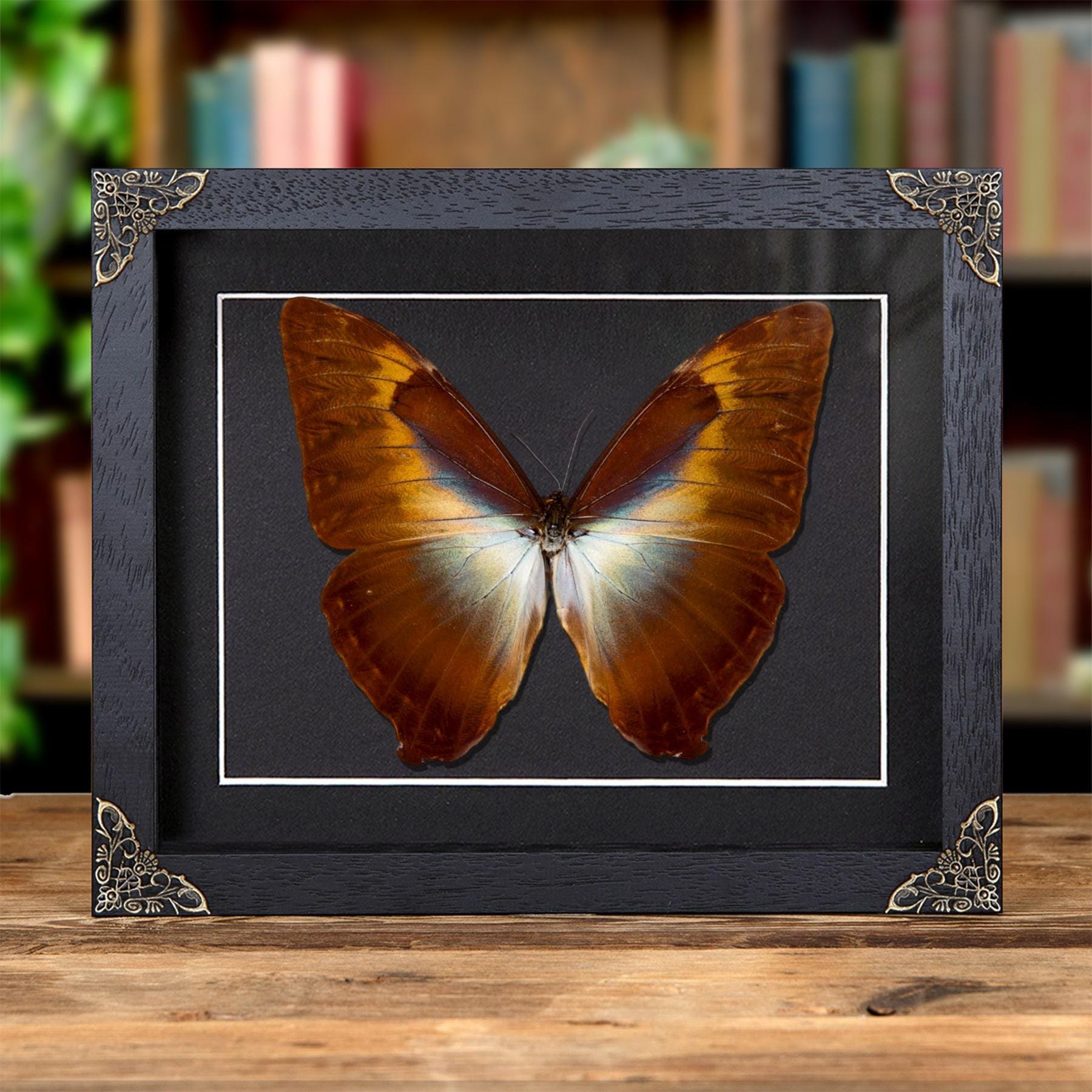 Morpho様 Morpho Cisseis Orange Form Butterfly in Baroque Style Frame